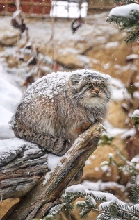 Татьяна Власова