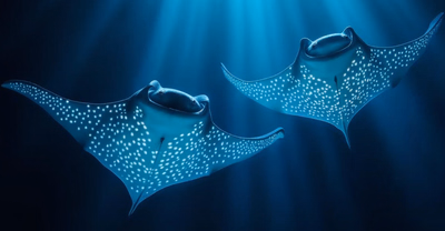Manta Ray Open II
